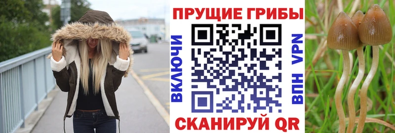 Купить закладки  Асино  Галлюциногенные грибы ЛСД 